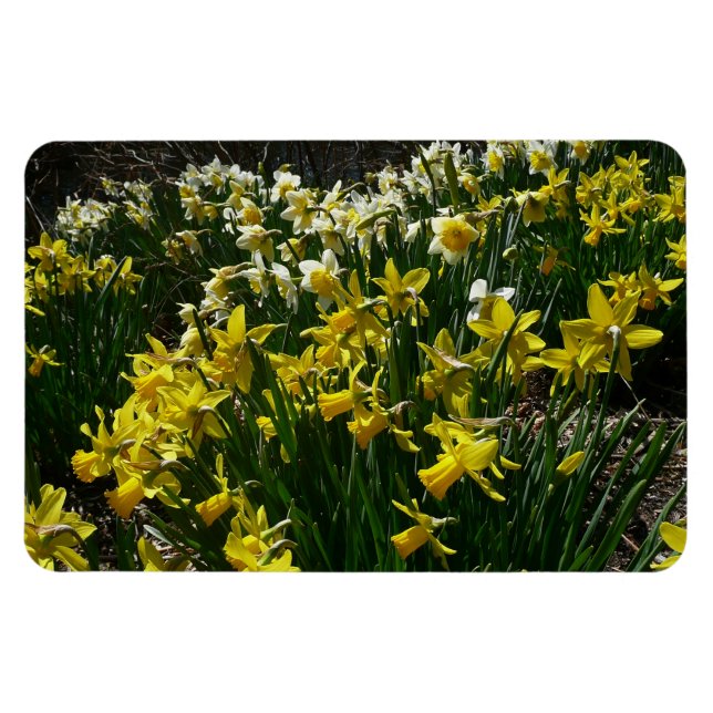 Gelbe und weiße Kleidung Frühlingsblumen Magnet (Horizontal)
