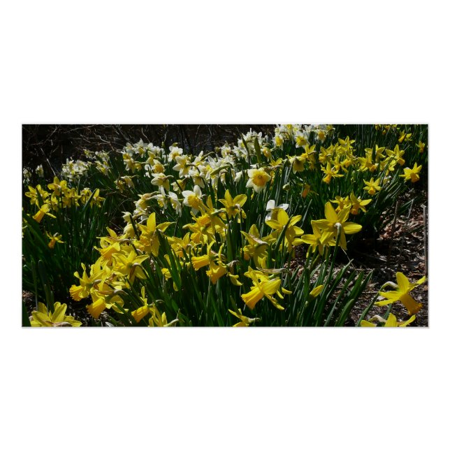 Gelbe und weiße Kleidung Frühlingsblumen Poster (Vorderseite)