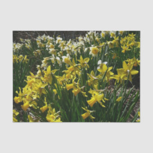 Gelbe und weiße Kleidung Frühlingsblumen Seidenpapier