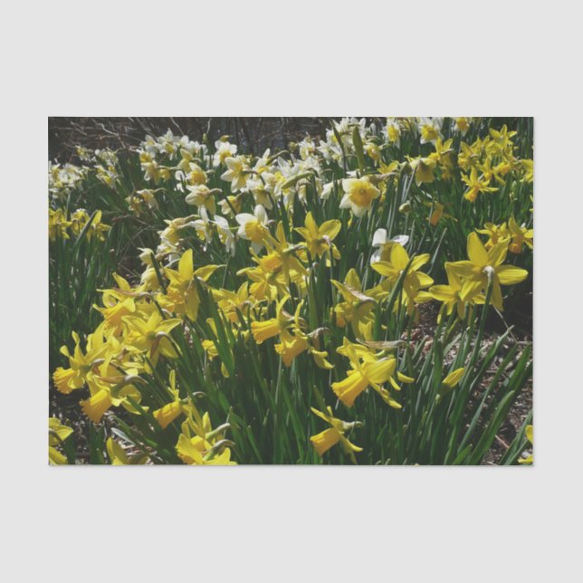 Gelbe und weiße Kleidung Frühlingsblumen Seidenpapier (Vorderseite)