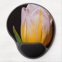 Gelbe und weiße Tulpe
