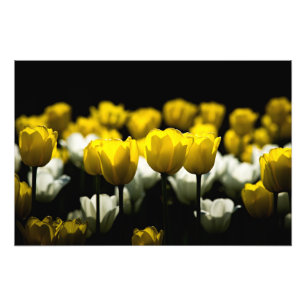 Gelbe und weiße Tulpen Fotodruck