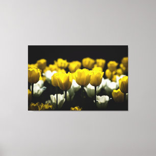 Gelbe und weiße Tulpen Leinwanddruck