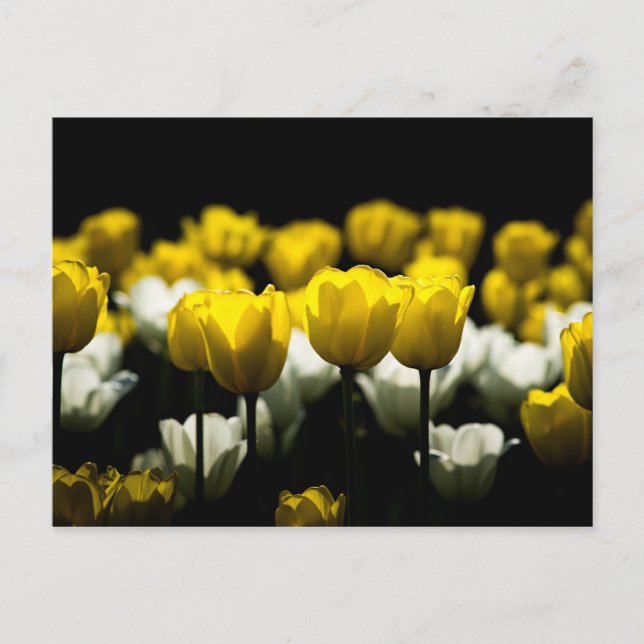 Gelbe und weiße Tulpen Postkarte (Vorderseite)