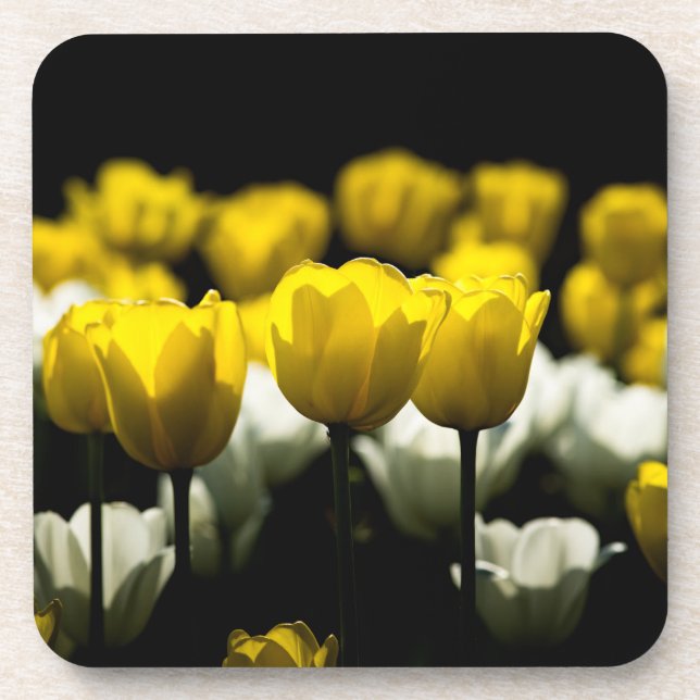 Gelbe und weiße Tulpen Untersetzer (Vorderseite)