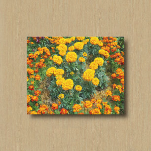 Gelbe und zweifarbige Tagetes in einem Blumengarte Leinwanddruck