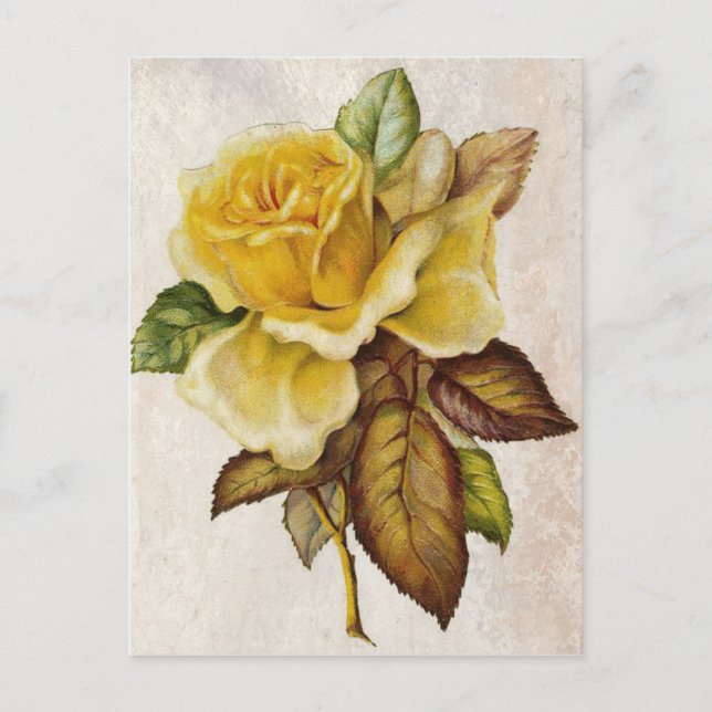 Gelbe Vintage Rose Postkarte (Vorderseite)