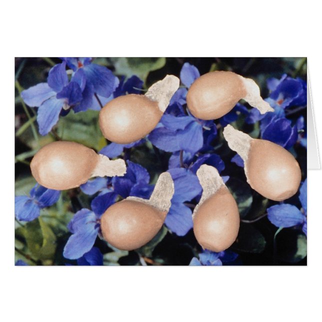 Gelbe violette Blumen der Samen (Viola (Vorderseite (Horizontal))