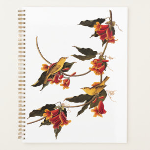 Gelbe Warbler-Schwangvögel auf blühender Kreuzung Planer