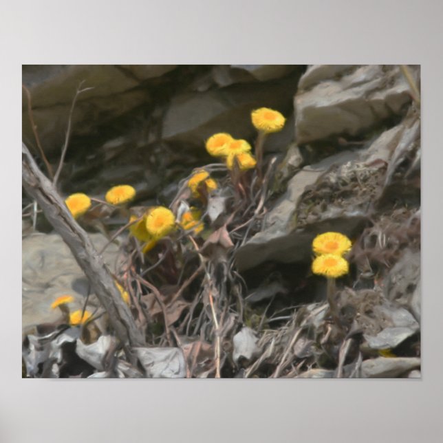 Gelbe wild lebende Blume in Rockölmalereien Poster (Vorne)