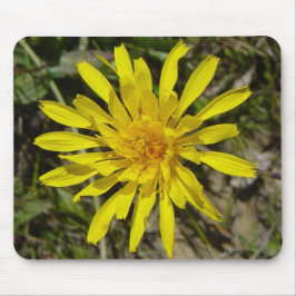 Gelbe Wildblume F21 Schmal-leaved Falke-Bart Mousepad