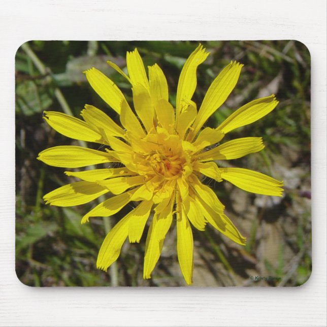 Gelbe Wildblume F21 Schmal-leaved Falke-Bart Mousepad (Vorne)