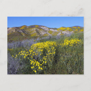 Gelbe Wildblume  Postkarte