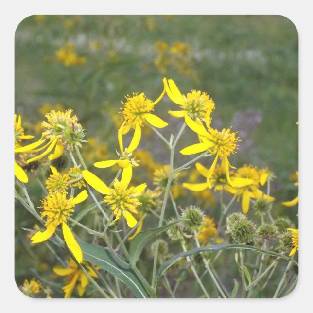 Gelbe Wildblume Quadratischer Aufkleber (Vorderseite)