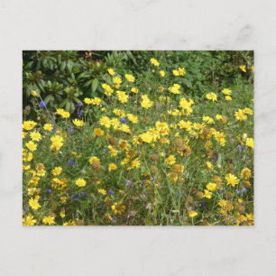 Gelbe Wildblumen DICKE Postkarte