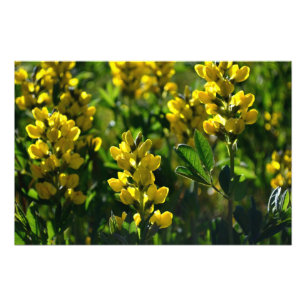 Gelbe Wildblumen in den Sandia Bergen Fotodruck