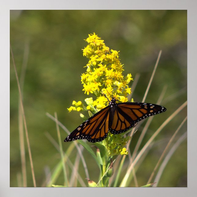 Gelbe Wildblumen mit Butterfly-Poster Poster (Vorne)