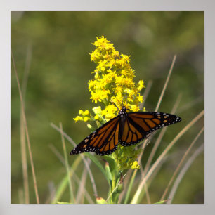 Gelbe Wildblumen mit Schmetterling Poster