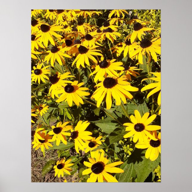 Gelbe Wildblumen Poster (Vorne)
