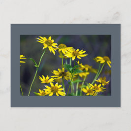 Gelbe Wildblumen Postkarte