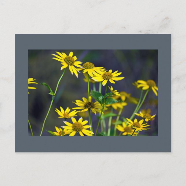 Gelbe Wildblumen Postkarte (Vorderseite)