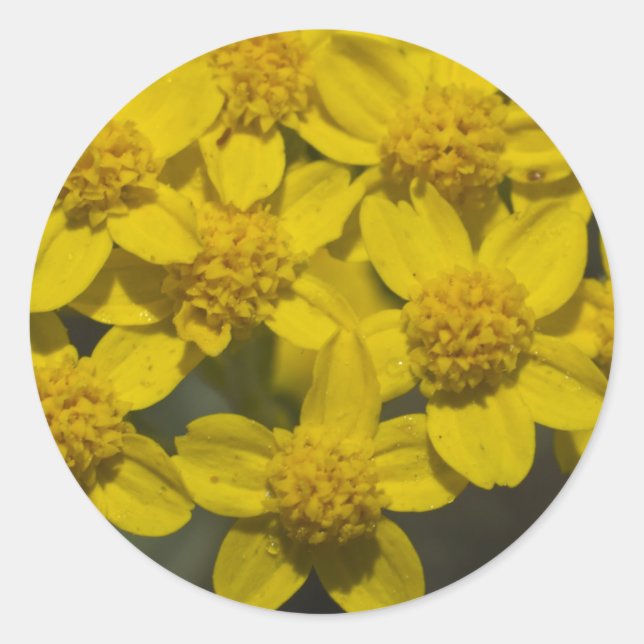 Gelbe Wildblumen Runder Aufkleber (Vorderseite)