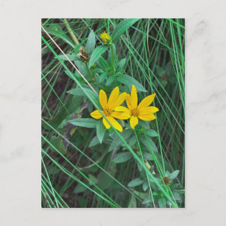 Gelbe Wildblumen zwischen hohem Gras Postkarte
