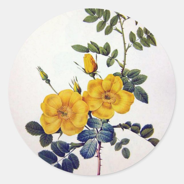 Gelbe Wilde Rose, Pierre Joseph Redouté Runder Aufkleber (Vorderseite)
