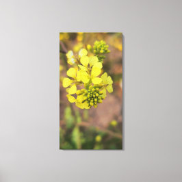 gelbe winzige Blume Frühjahrsflora Sammlung Leinwanddruck