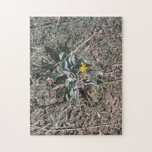 Gelbe Wüsten-Vorberge-Blume