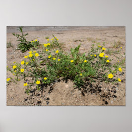 Gelbe, zarte Blumen auf dem Sand Poster