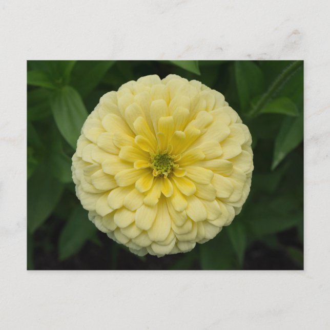 Gelbe Zinnia-Blume Postkarte (Vorderseite)
