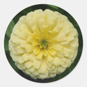 Gelbe Zinnia Blume Rundkleber Runder Aufkleber