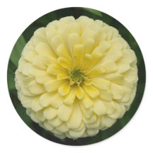 Gelbe Zinnia Blume Rundkleber