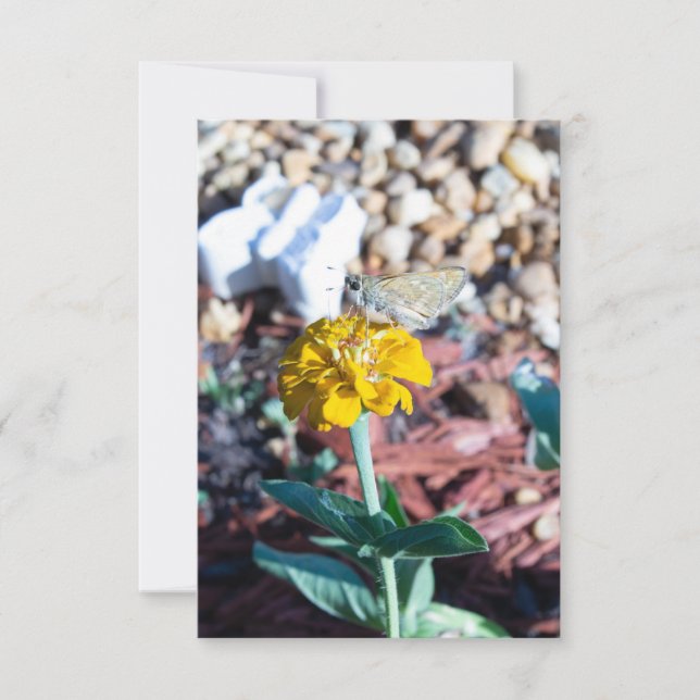 Gelbe Zinnia Floral mit Moth Fotografy Karte (Vorderseite)