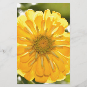Gelbe Zinnie, Gelbfärbung, gelbe Blume