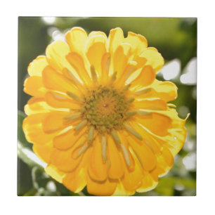 Gelbe Zinnie, Gelbfärbung, gelbe Blume Fliese