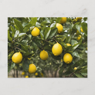 Gelbe Zitronen wachsen an einem Baum  Postkarte