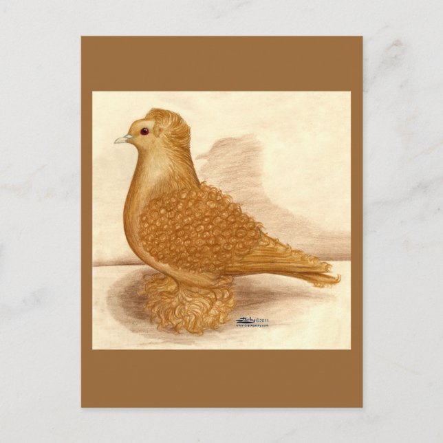 Gelbe Zwergtaube Postkarte (Vorderseite)