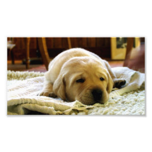 Gelber 2-Labrador-Welpe Fotodruck