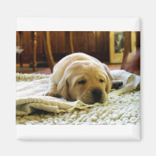Gelber 2-Labrador-Welpe Magnet