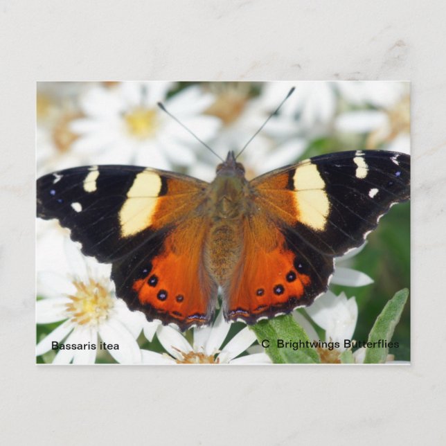 Gelber Admiral-Schmetterling Postkarte (Vorderseite)