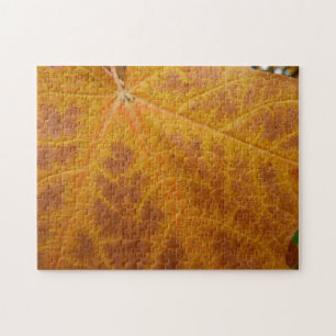 Gelber Ahornblatt Herbst Abstrakt Natur