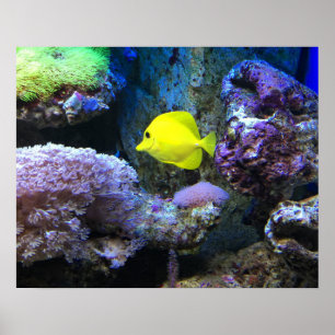 Gelber Angelfish Poster