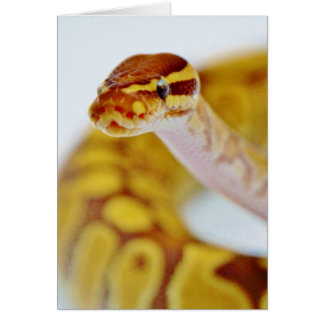 Gelber Ball Python Head