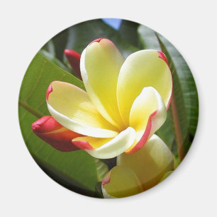 gelber Blumenmagnet Magnet