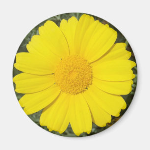 Gelber Daisy-Magnet Magnet