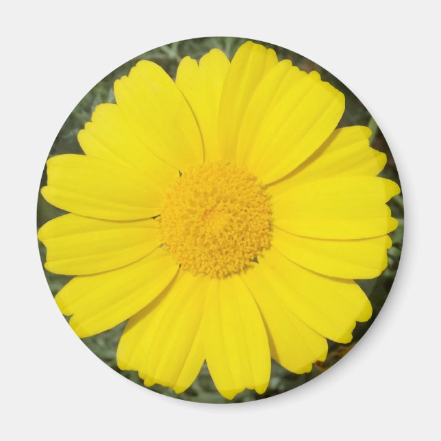 Gelber Daisy-Magnet Magnet (Vorne)