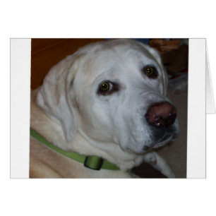 GELBER ENGLISCHER LABRADOR