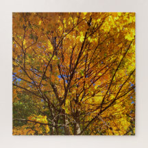 Gelber Fall Foliage